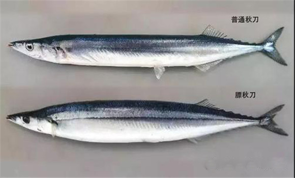 秋刀魚(yú)