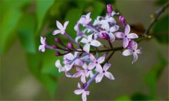 丁香花什么時候開花？丁香花的功效與作用