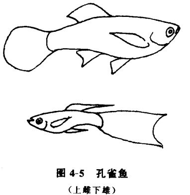 怎樣養(yǎng)孔雀魚？