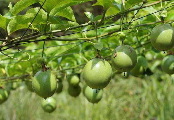 百香果種植技術(shù)