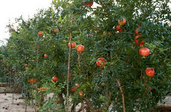 石榴種植技術(shù)