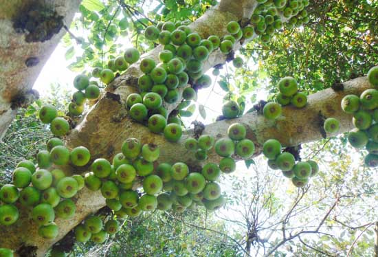 無花果栽培技術(shù)