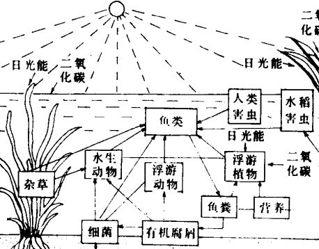 魚池的光照條件對(duì)魚的生長(zhǎng)發(fā)育有何影響