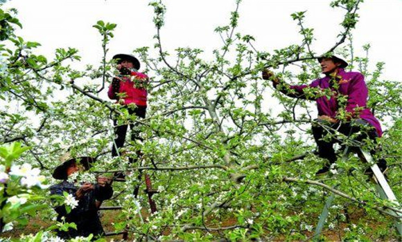 蘋(píng)果樹(shù)疏花序的方法