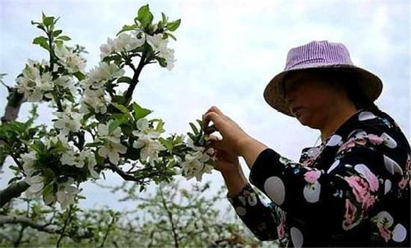 蘋(píng)果樹(shù)疏花朵的方法