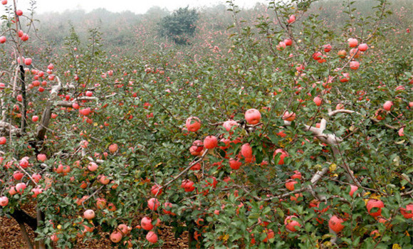 蘋(píng)果種植園的早中晚品種搭配