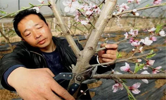 大棚桃樹的種植方法和管理技術的五個關鍵點