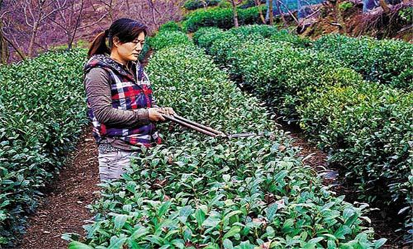 怎樣修剪茶樹？茶樹的修剪方法介紹