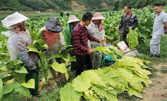 煙葉采收時(shí)間和方法