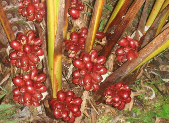 草果種植技術(shù)