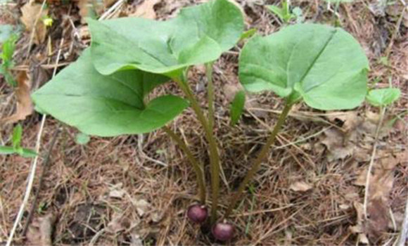 馬兜鈴栽培與種植技術(shù)