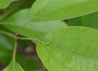 茶葉種植技術(shù)