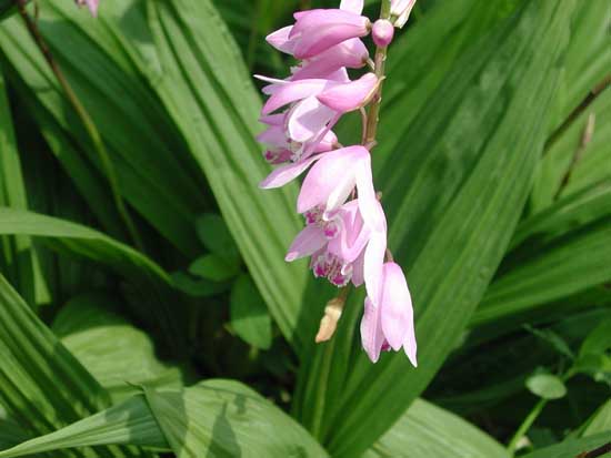 白芨種植技術(shù)