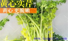 西芹的品種有哪些 西洋芹的類型與品種簡(jiǎn)介