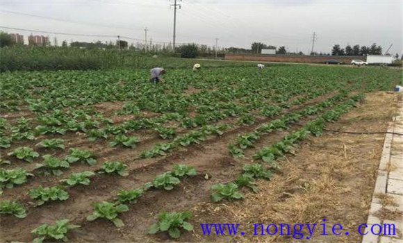 大白菜的間苗、除草