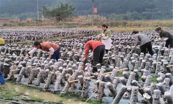 黑木耳種植前景如何