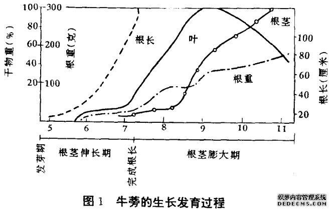 牛蒡種植技術(shù)