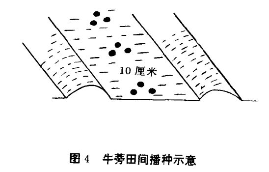 牛蒡種植技術(shù)