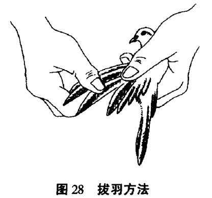 怎樣整理籠養(yǎng)鳥(niǎo)的羽