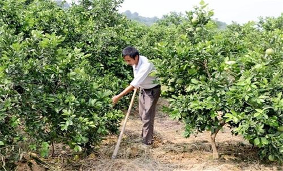 擴(kuò)穴改土，搞好肥水管理