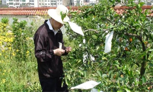 夏橙套袋栽培技術(shù)