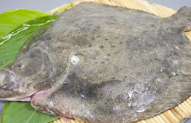 多寶魚(yú)