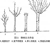 什么是柳樹頭木作業(yè) 怎樣施行？