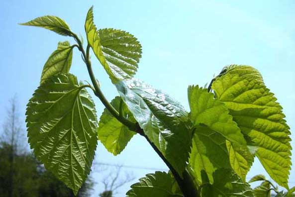 桑葚種植技術(shù)