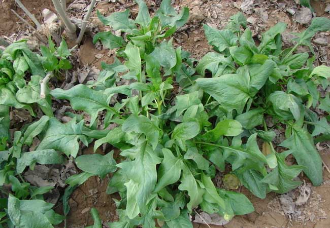 菠菜種植技術(shù)