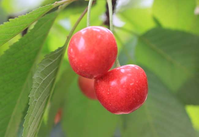 櫻桃種植技術(shù)