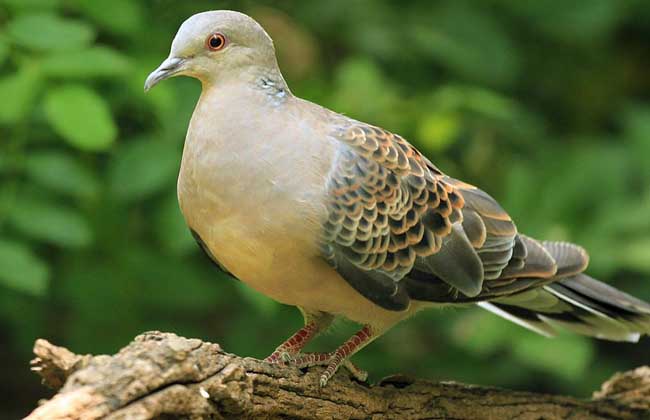 斑鳩飼養(yǎng)方法