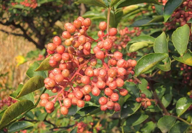 花椒種植方法