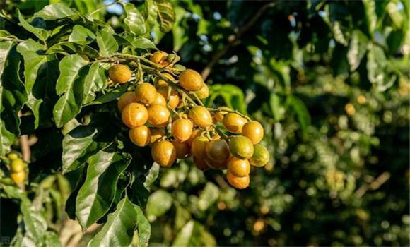 黃皮如何疏花、疏果、保果