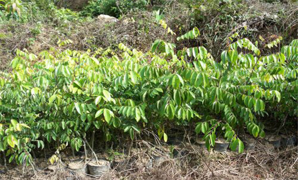 楊桃樹的種植技術