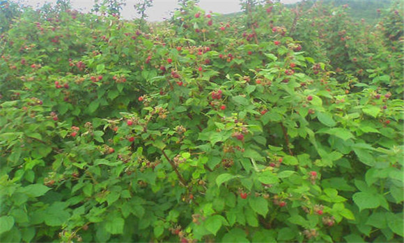 樹莓栽植方式