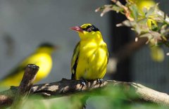 黃鸝鳥(niǎo)吃什么食物 黃鸝飼養(yǎng)方法