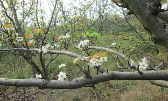 成年果樹夏、秋季開花的原因