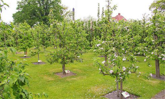 防止夏、秋季開花的措施