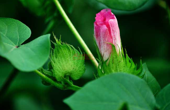 棉花生長的土壤條件