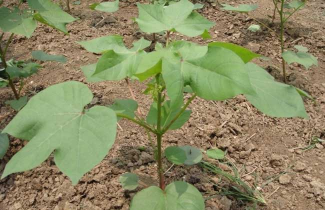 棉花的種植時(shí)間