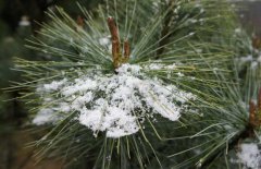 雪松和紅松的區(qū)別表現(xiàn)在幾個(gè)方面