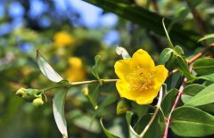 金錢草和銅錢草的區(qū)別