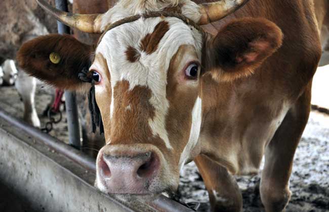 幾組經典的肉牛飼料配方