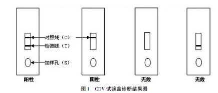 養(yǎng)犬技術