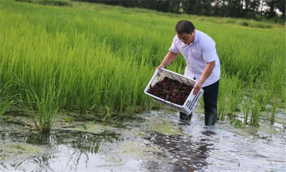 稻田養(yǎng)殖小龍蝦注意事項