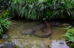 吃娃娃魚(yú)犯法嗎？