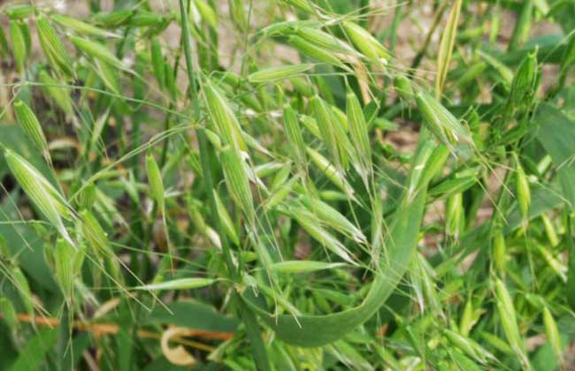 野燕麥是什么植物