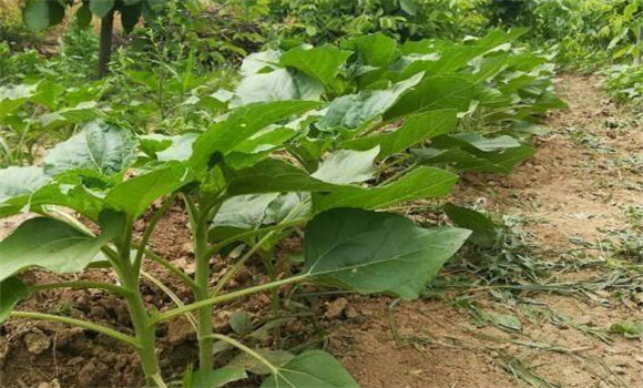 油葵種植行距和株距是多少