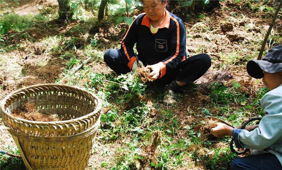 黃連種植多久可以收獲