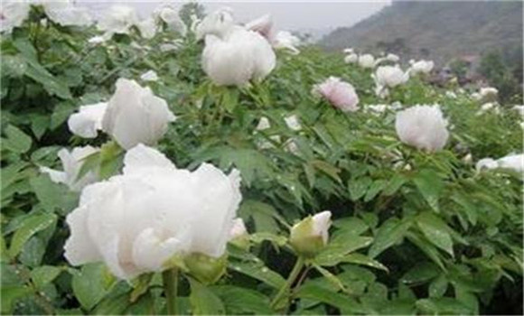 白芍種植技術(shù)、方法與主要步驟